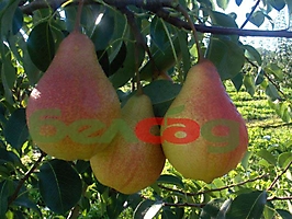 FRUIT CROPS