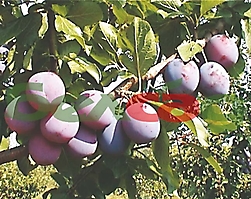 ПЛОДОВЫЕ