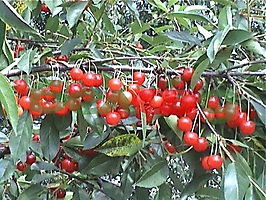 ПЛОДОВЫЕ