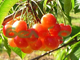 ПЛОДОВЫЕ