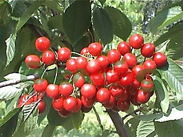 ПЛОДОВЫЕ