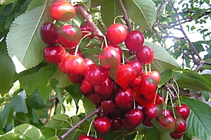 ПЛОДОВЫЕ