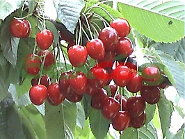 ПЛОДОВЫЕ