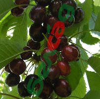 FRUIT CROPS