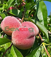 FRUIT CROPS