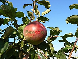 FRUIT CROPS