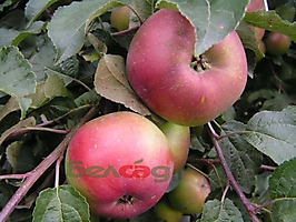 FRUIT CROPS
