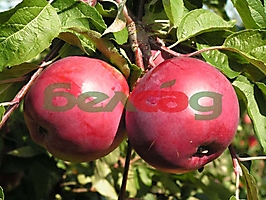 FRUIT CROPS