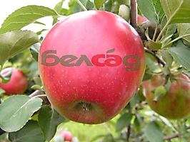 ПЛОДОВЫЕ