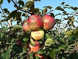 FRUIT CROPS