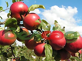 FRUIT CROPS