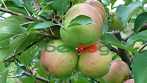FRUIT CROPS
