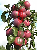 FRUIT CROPS