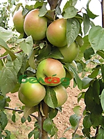 FRUIT CROPS