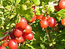 SMALL FRUIT CROPS