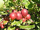 SMALL FRUIT CROPS