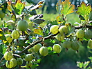 SMALL FRUIT CROPS