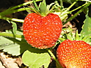 SMALL FRUIT CROPS