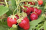 SMALL FRUIT CROPS