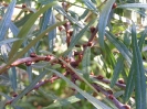 SMALL FRUIT CROPS