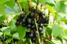 SMALL FRUIT CROPS