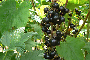 SMALL FRUIT CROPS