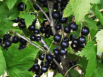 SMALL FRUIT CROPS