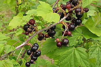 SMALL FRUIT CROPS