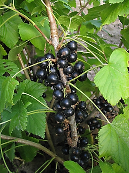 SMALL FRUIT CROPS