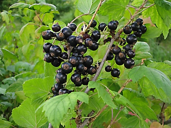 SMALL FRUIT CROPS