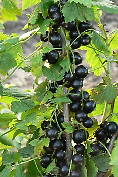 SMALL FRUIT CROPS