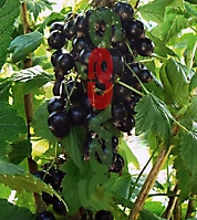 SMALL FRUIT CROPS