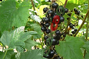 SMALL FRUIT CROPS