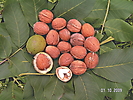 NUTBEARING CROPS