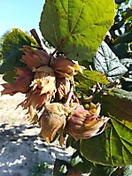 NUTBEARING CROPS