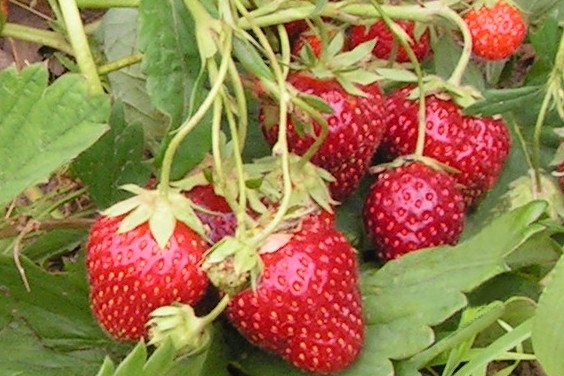 SLAVYANOCHKA