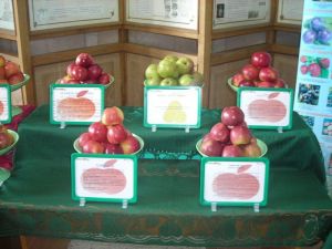 Выставка на базе Института плодоводства